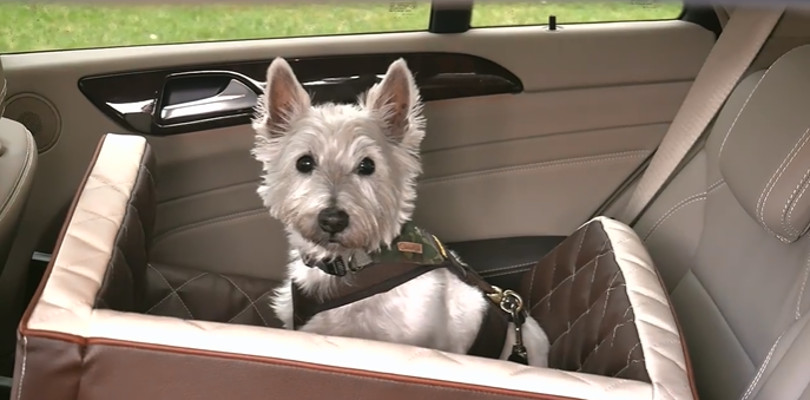 Harry Wijnvoord – DOGSTYLER – „DOG SAFETYSEAT”